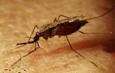 マラリアの原因　ハマダラ蚊